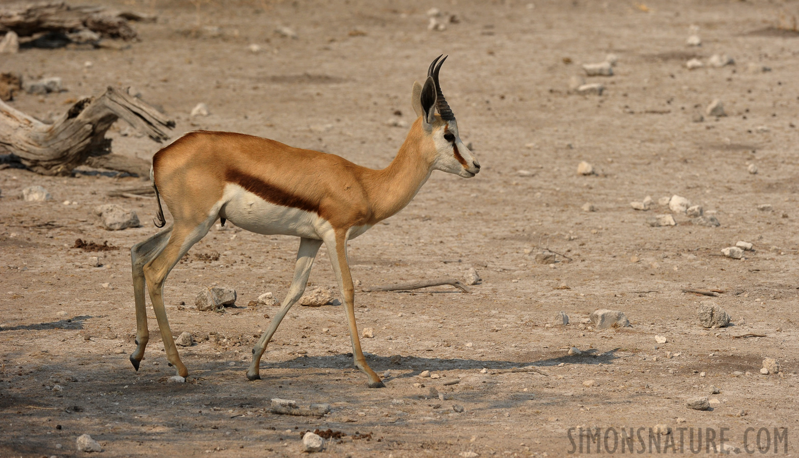 Antidorcas hofmeyri [360 mm, 1/2500 Sek. bei f / 8.0, ISO 800]